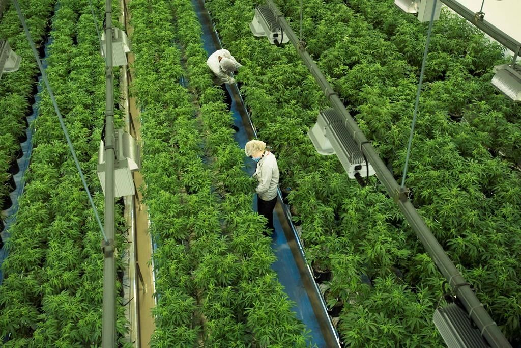 ºÚÁϳԹÏÍø government makes a profit from cannabis sales, doesn't own Canopy Growth